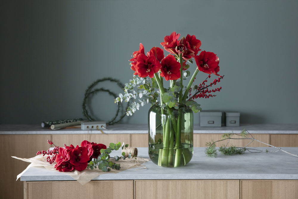 Amaryllis er en populær blomst til jul Amaryllis er en populær blomst til jul